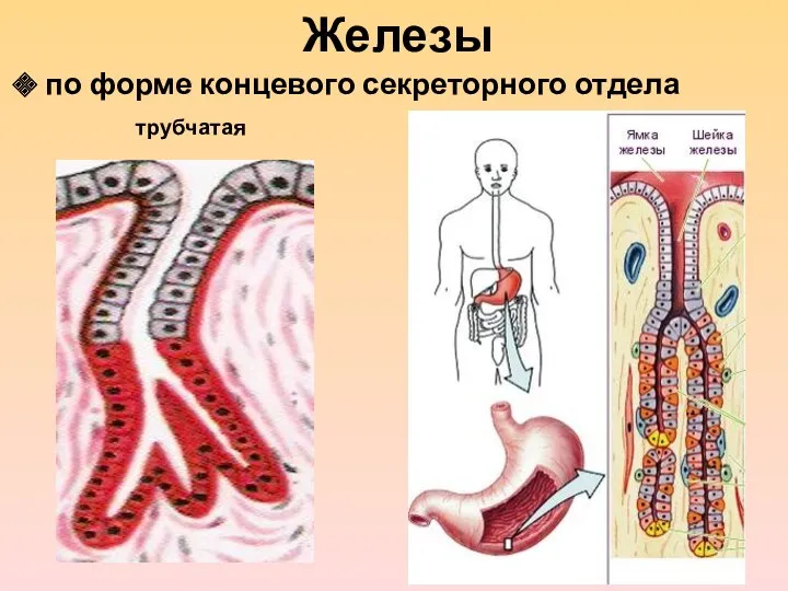 Железы по форме концевого секреторного отдела трубчатая