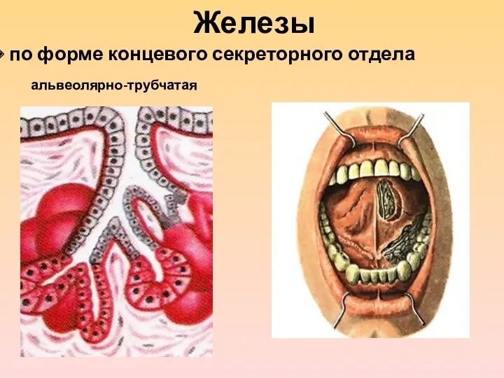 Железы по форме концевого секреторного отдела альвеолярно-трубчатая