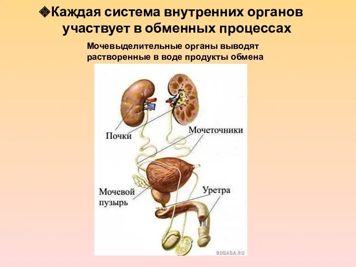 Каждая система внутренних органов участвует в обменных процессах Мочевыделительные органы выводят растворенные в воде продукты обмена