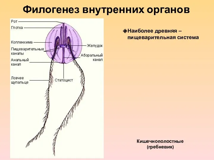 Филогенез внутренних органов Кишечнополостные (гребневик) Наиболее древняя – пищеварительная система