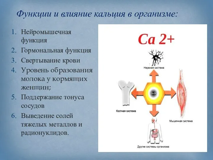 Функции и влияние кальция в организме: Нейромышечная функция Гормональная функция