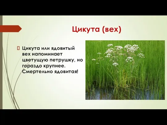 Цикута (вех) Цикута или ядовитый вех напоминает цветущую петрушку, но гораздо крупнее. Смертельно ядовитая!