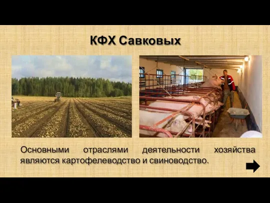 КФХ Савковых Основными отраслями деятельности хозяйства являются картофелеводство и свиноводство.