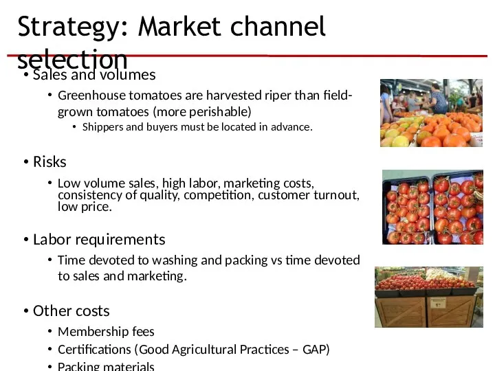Strategy: Market channel selection Sales and volumes Greenhouse tomatoes are