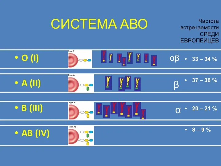 СИСТЕМА АВО O (I) A (II) B (III) AB (IV)