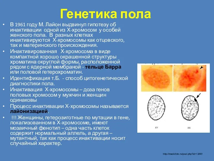 Генетика пола В 1961 году М. Лайон выдвинул гипотезу об
