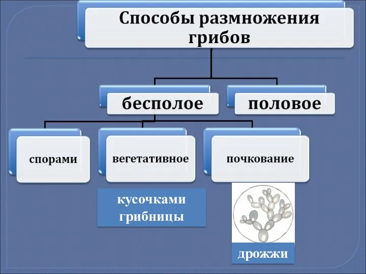 кусочками грибницы