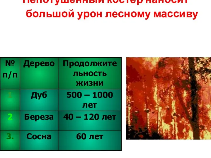 Непотушенный костер наносит большой урон лесному массиву