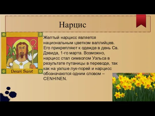 Нарцис Желтый нарцисс является национальным цветком валлийцев. Его прикрепляют к