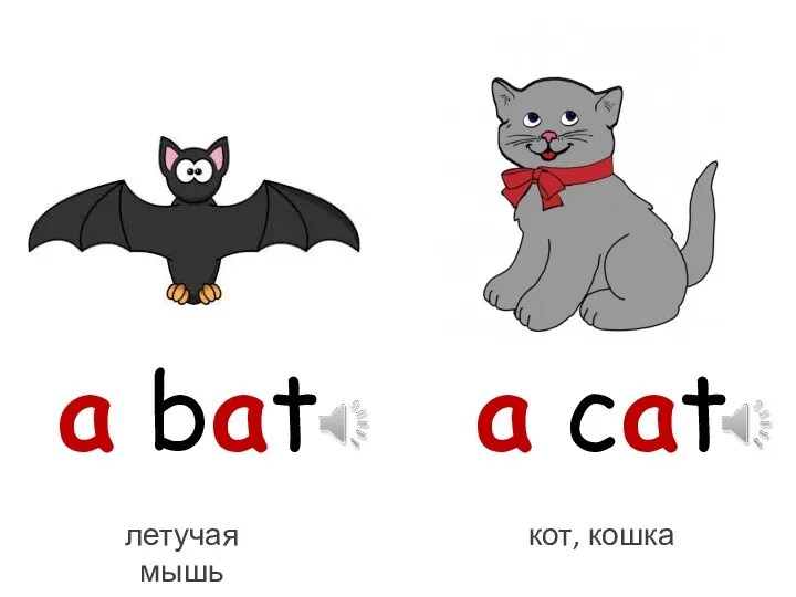 a bat a cat