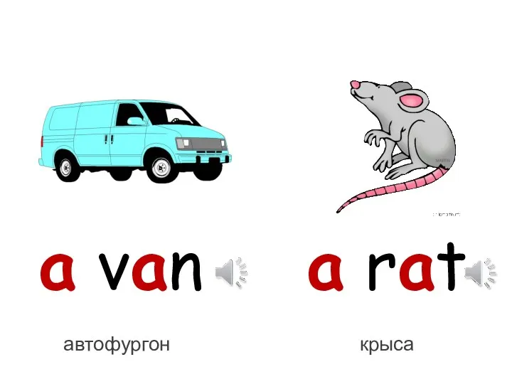 a van a rat
