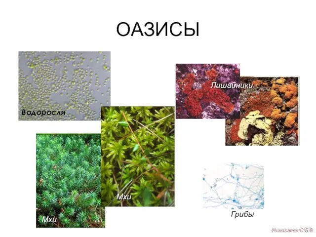 Водоросли Мхи Мхи Лишайники Грибы Николаева С.Б.® ОАЗИСЫ