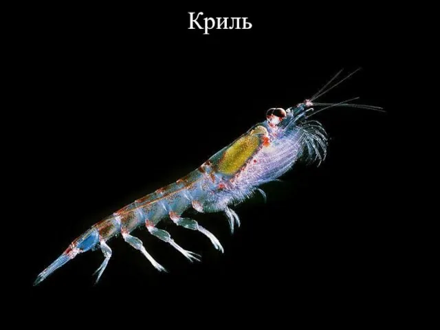 Криль