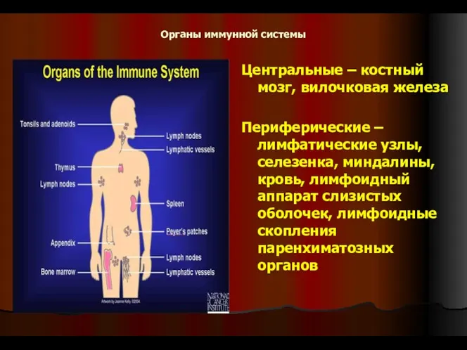 Органы иммунной системы Центральные – костный мозг, вилочковая железа Периферические – лимфатические узлы,