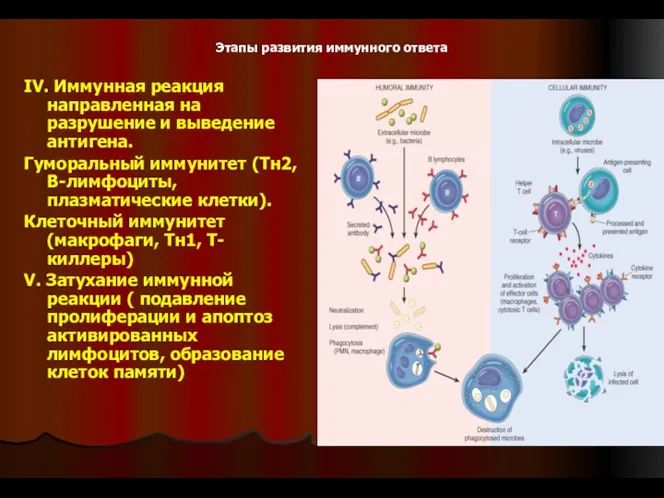 Этапы развития иммунного ответа IV. Иммунная реакция направленная на разрушение и выведение антигена.
