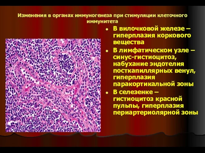 Изменения в органах иммуногенеза при стимуляции клеточного иммунитета В вилочковой железе – гиперплазия