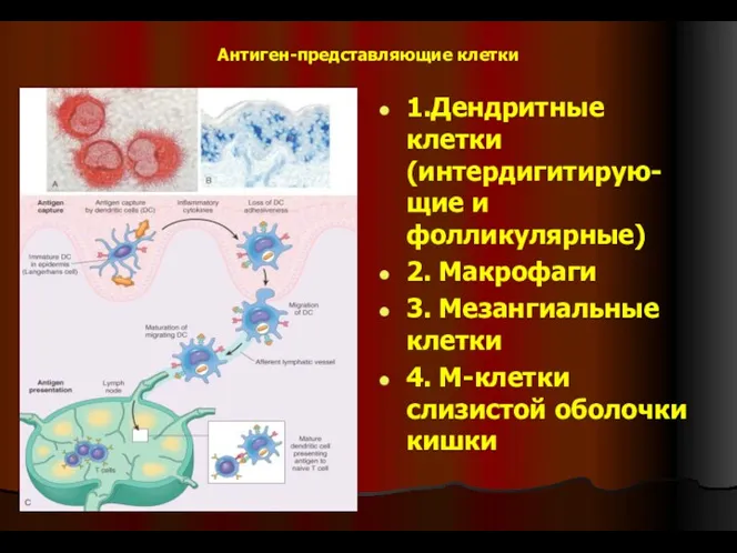 Антиген-представляющие клетки 1.Дендритные клетки (интердигитирую-щие и фолликулярные) 2. Макрофаги 3. Мезангиальные клетки 4.