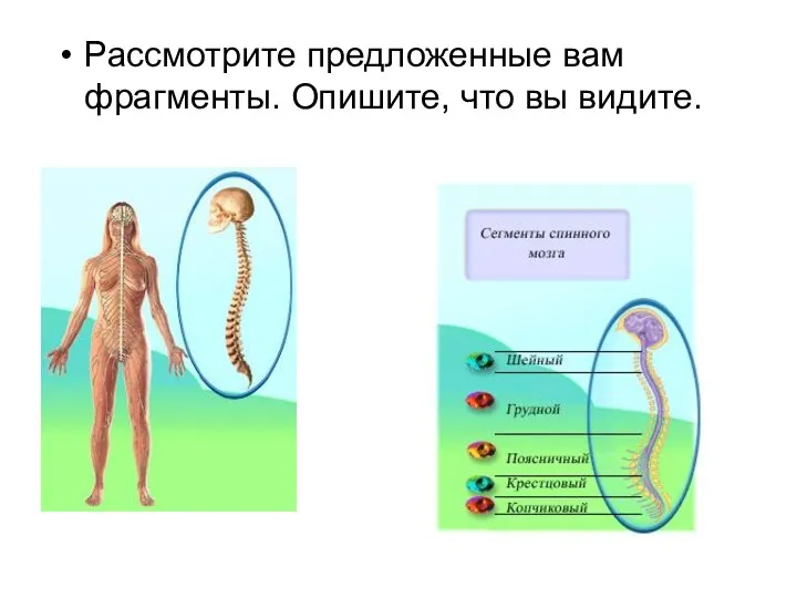 Рассмотрите предложенные вам фрагменты. Опишите, что вы видите.