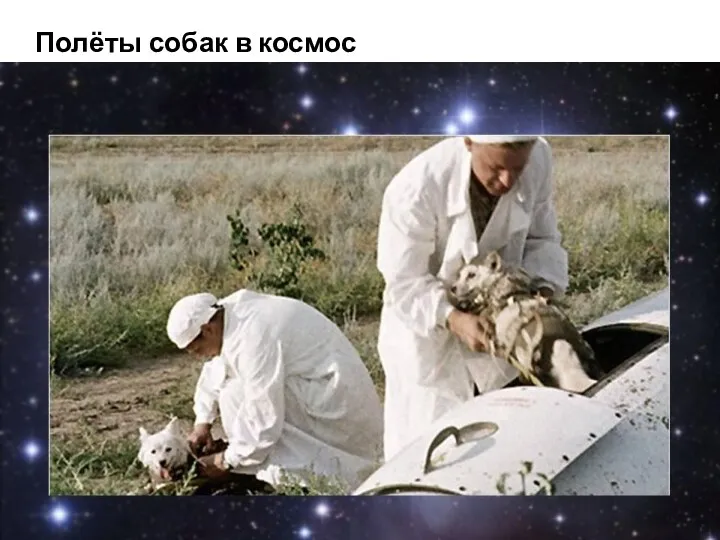 Полёты собак в космос