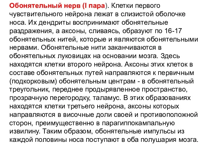 Обонятельный нерв (I пара). Клетки первого чувствительного нейрона лежат в слизистой оболочке носа.