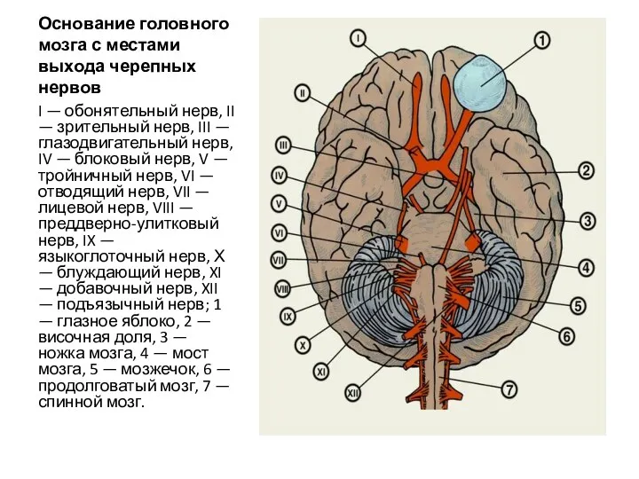 Основание головного мозга с местами выхода черепных нервов I — обонятельный нерв, II