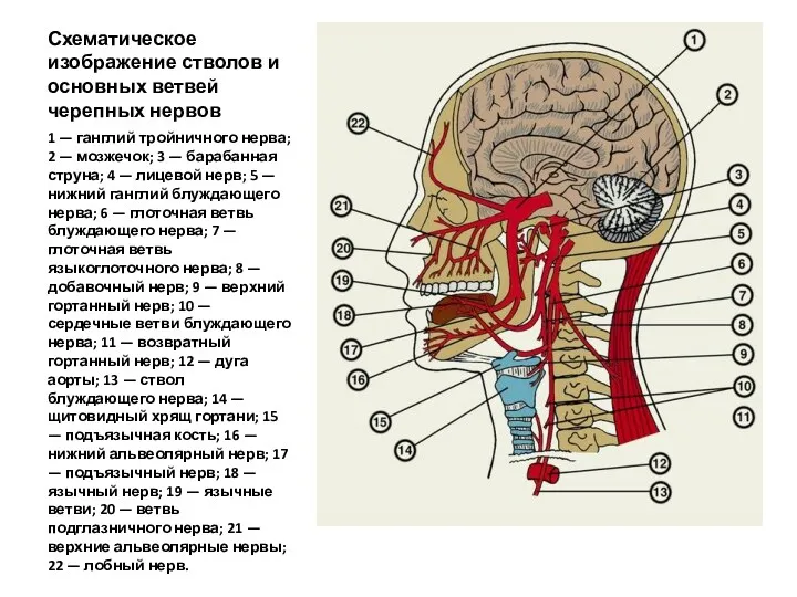 Схематическое изображение стволов и основных ветвей черепных нервов 1 — ганглий тройничного нерва;