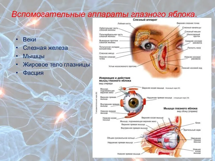 Вспомогательные аппараты глазного яблока. Веки Слезная железа Мышцы Жировое тело глазницы Фасция