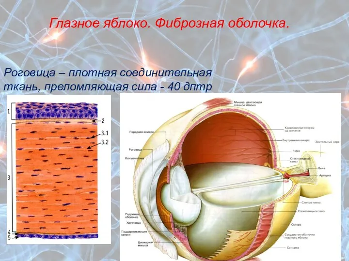 Глазное яблоко. Фиброзная оболочка. Роговица – плотная соединительная ткань, преломляющая сила - 40 дптр