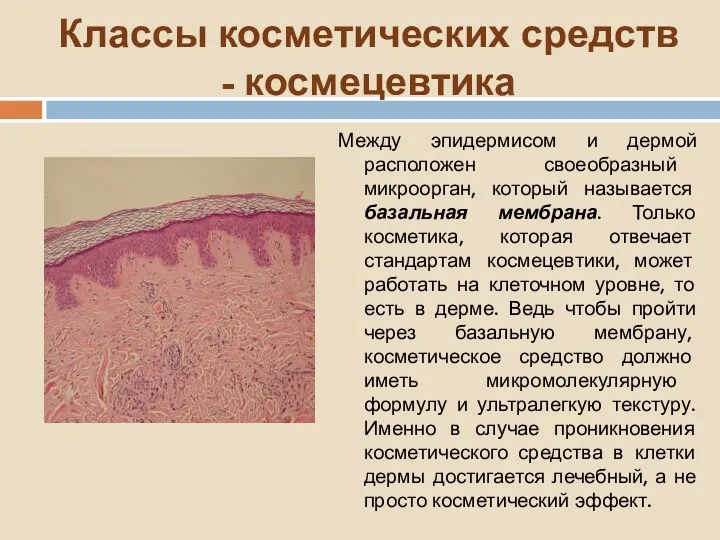 Классы косметических средств - космецевтика Между эпидермисом и дермой расположен