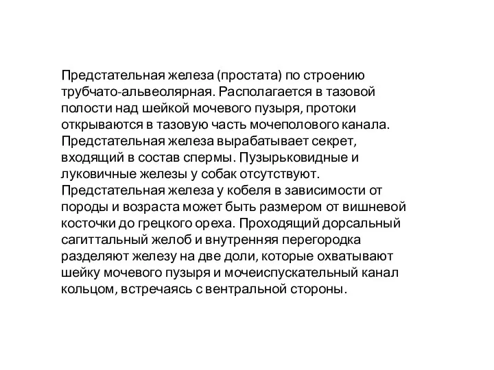 Предстательная железа (простата) по строению трубчато-альвеолярная. Располагается в тазовой полости