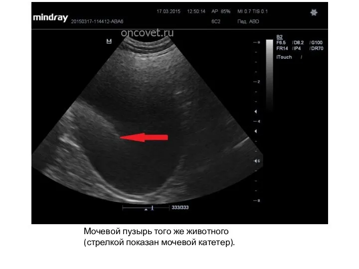 Мочевой пузырь того же животного (стрелкой показан мочевой катетер).