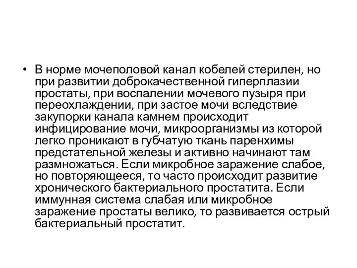 В норме мочеполовой канал кобелей стерилен, но при развитии доброкачественной