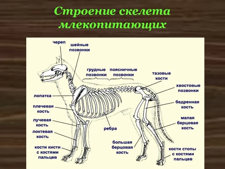 Строение скелета млекопитающих