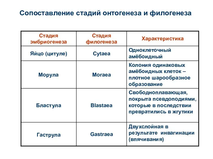 Сопоставление стадий онтогенеза и филогенеза