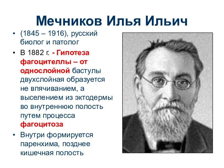 Мечников Илья Ильич (1845 – 1916), русский биолог и патолог