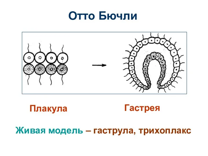 Отто Бючли Плакула Гастрея Живая модель – гаструла, трихоплакс