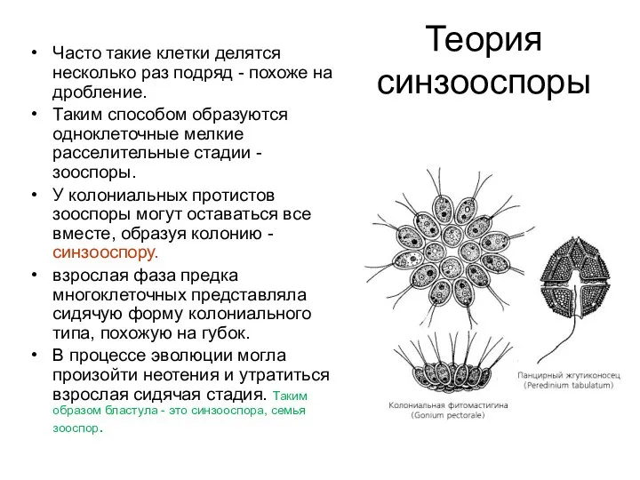 Теория синзооспоры Часто такие клетки делятся несколько раз подряд -