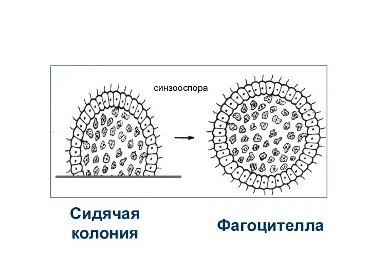 Сидячая колония Фагоцителла синзооспора