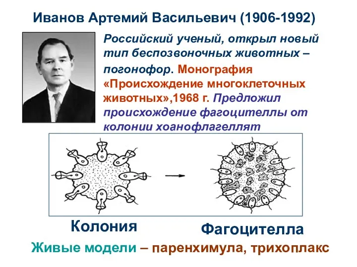 Иванов Артемий Васильевич (1906-1992) Российский ученый, открыл новый тип беспозвоночных