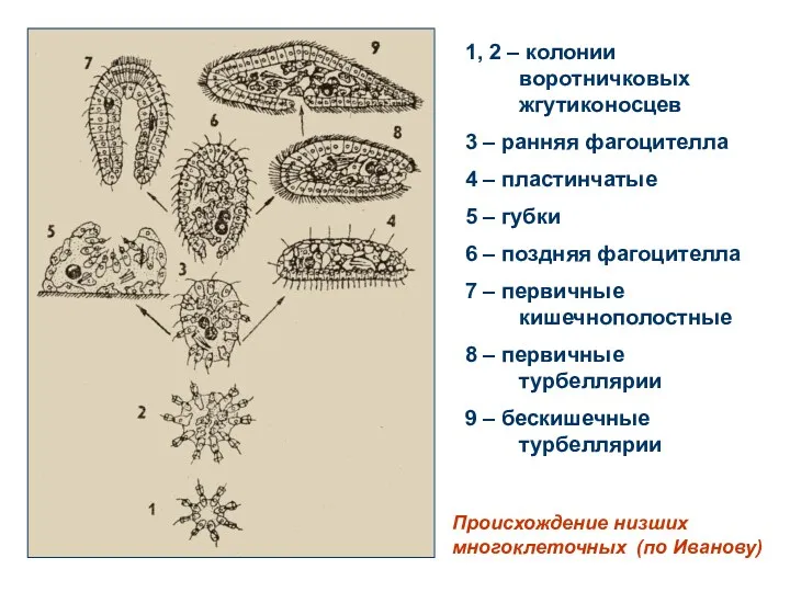 1, 2 – колонии воротничковых жгутиконосцев 3 – ранняя фагоцителла