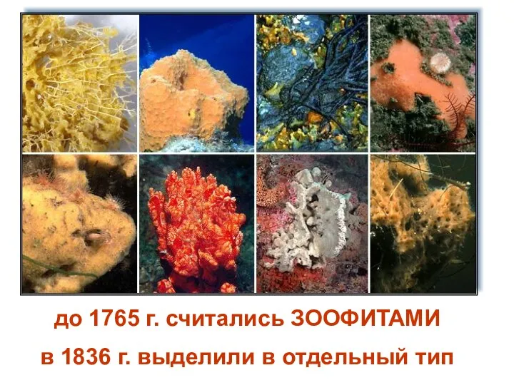 до 1765 г. считались ЗООФИТАМИ в 1836 г. выделили в отдельный тип