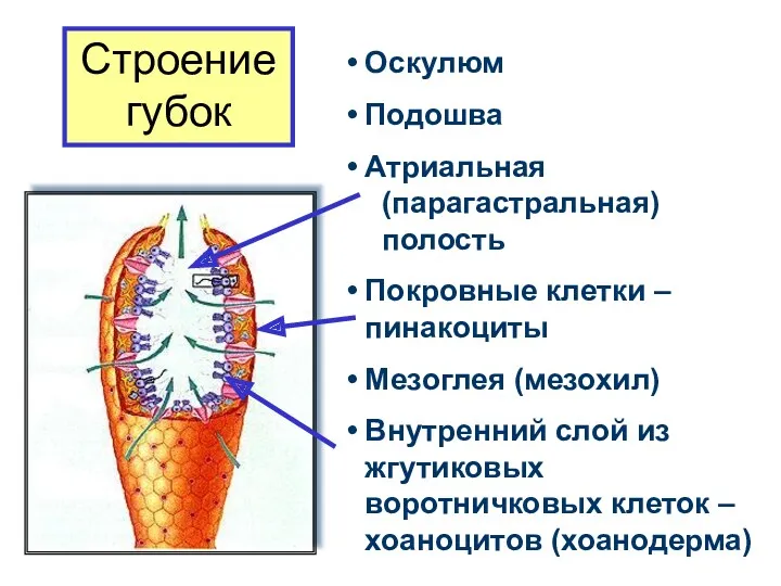 Оскулюм Подошва Атриальная (парагастральная) полость Покровные клетки – пинакоциты Мезоглея