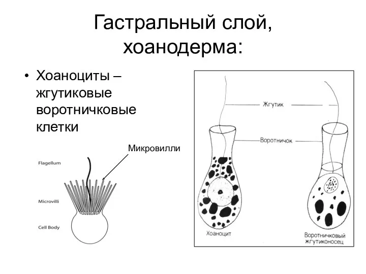 Гастральный слой, хоанодерма: Хоаноциты – жгутиковые воротничковые клетки Микровилли