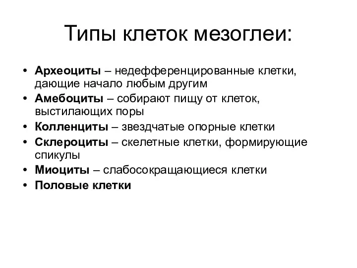 Типы клеток мезоглеи: Археоциты – недефференцированные клетки, дающие начало любым