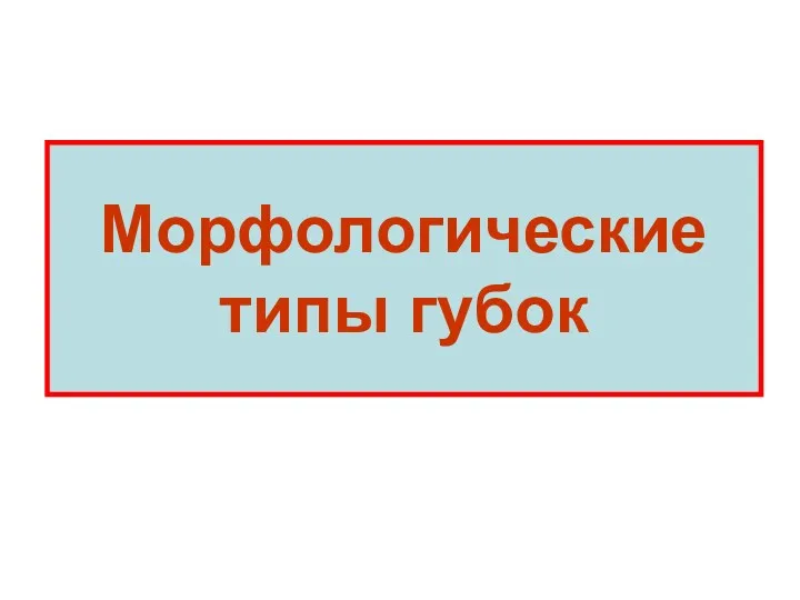 Морфологические типы губок