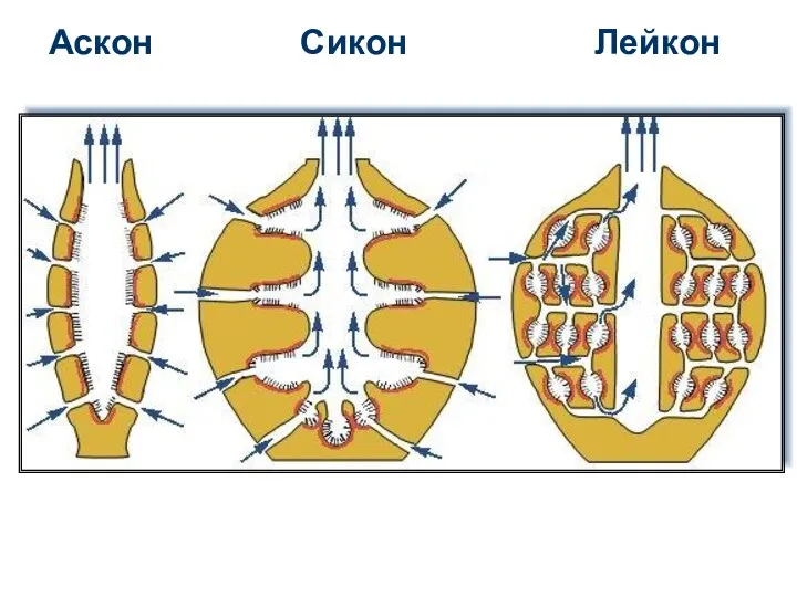 Аскон Сикон Лейкон