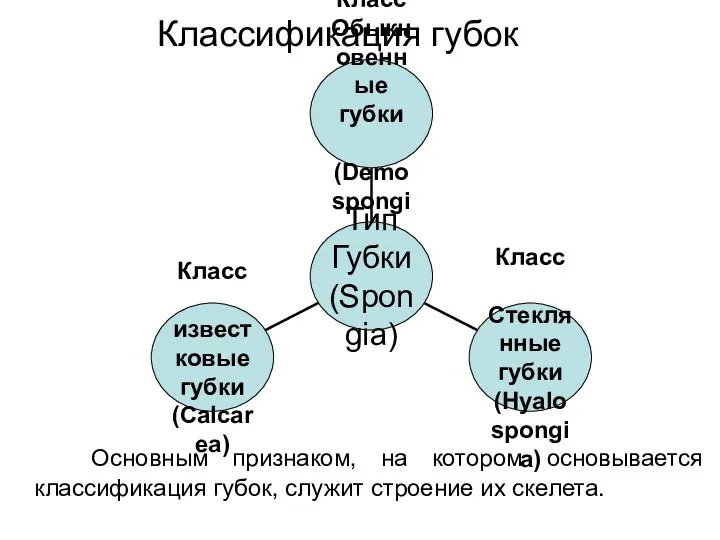 Классификация губок Основным признаком, на котором основывается классификация губок, служит строение их скелета.