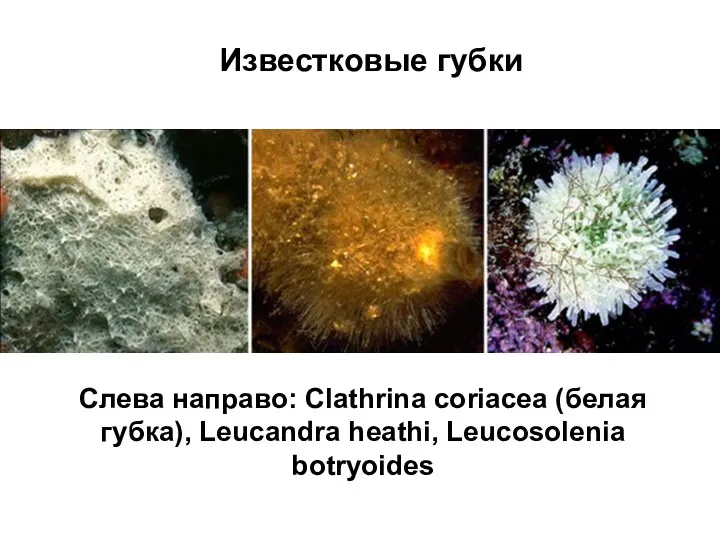 Слева направо: Clathrina coriacea (белая губка), Leucandra heathi, Leucosolenia botryoides Известковые губки