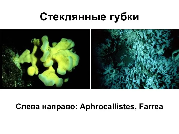 Стеклянные губки Слева направо: Aphrocallistes, Farrea