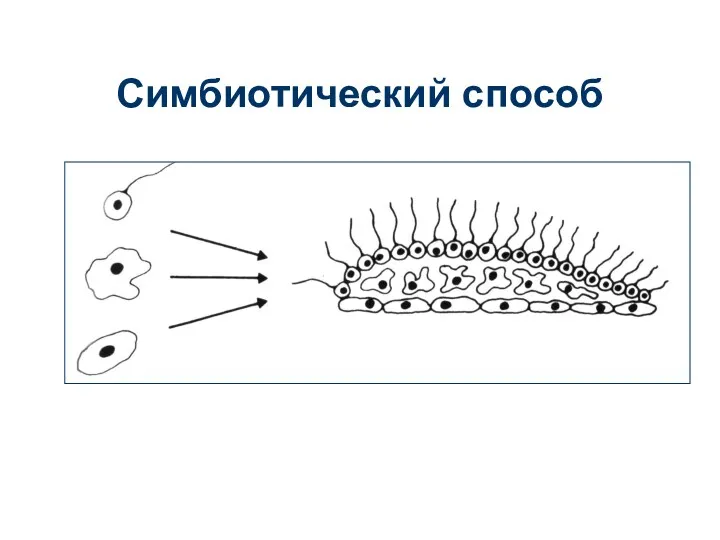 Симбиотический способ